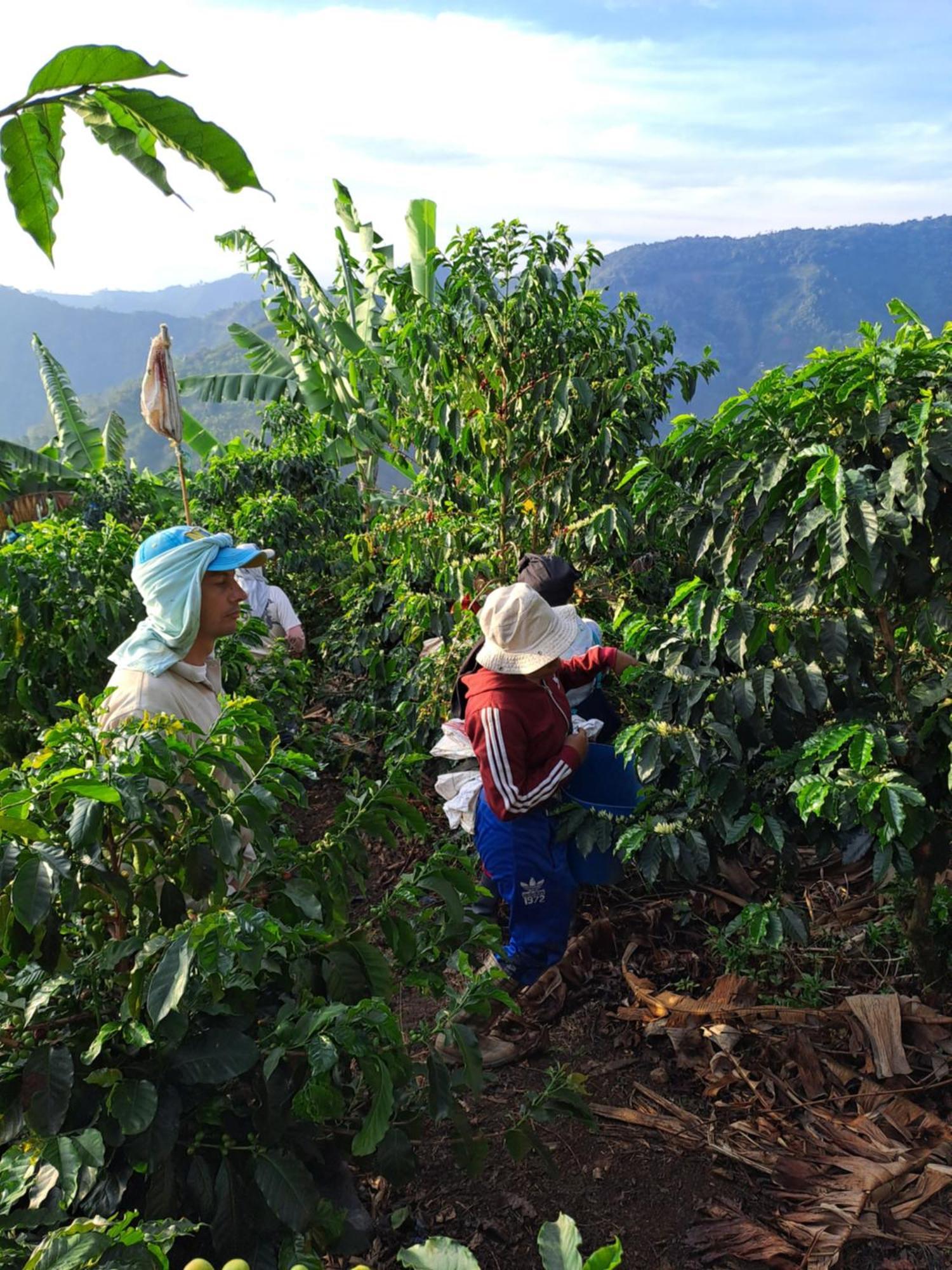 Finca La Manchuria Salgar  Esterno foto